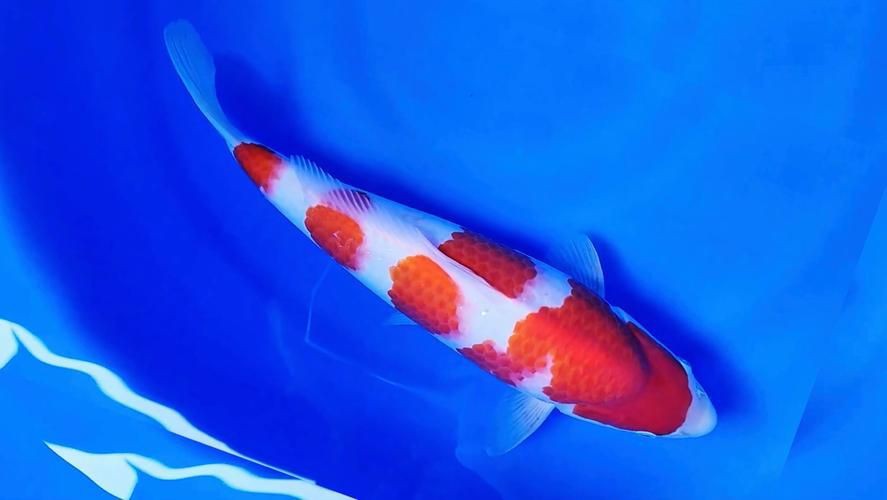 錦鯉魚圖片【十三類錦鯉圖集欣賞】 錦鯉魚圖片【十三類錦鯉圖集欣賞】 龍魚百科 第16張