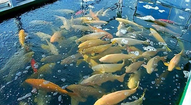 錦鯉魚圖片【十三類錦鯉圖集欣賞】 錦鯉魚圖片【十三類錦鯉圖集欣賞】 龍魚百科 第34張