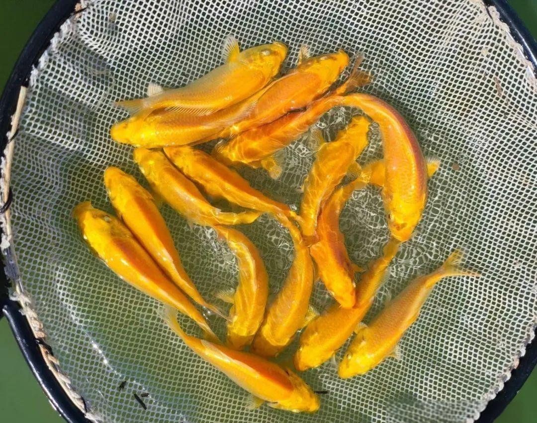 錦鯉魚圖片【十三類錦鯉圖集欣賞】 錦鯉魚圖片【十三類錦鯉圖集欣賞】 龍魚百科 第30張