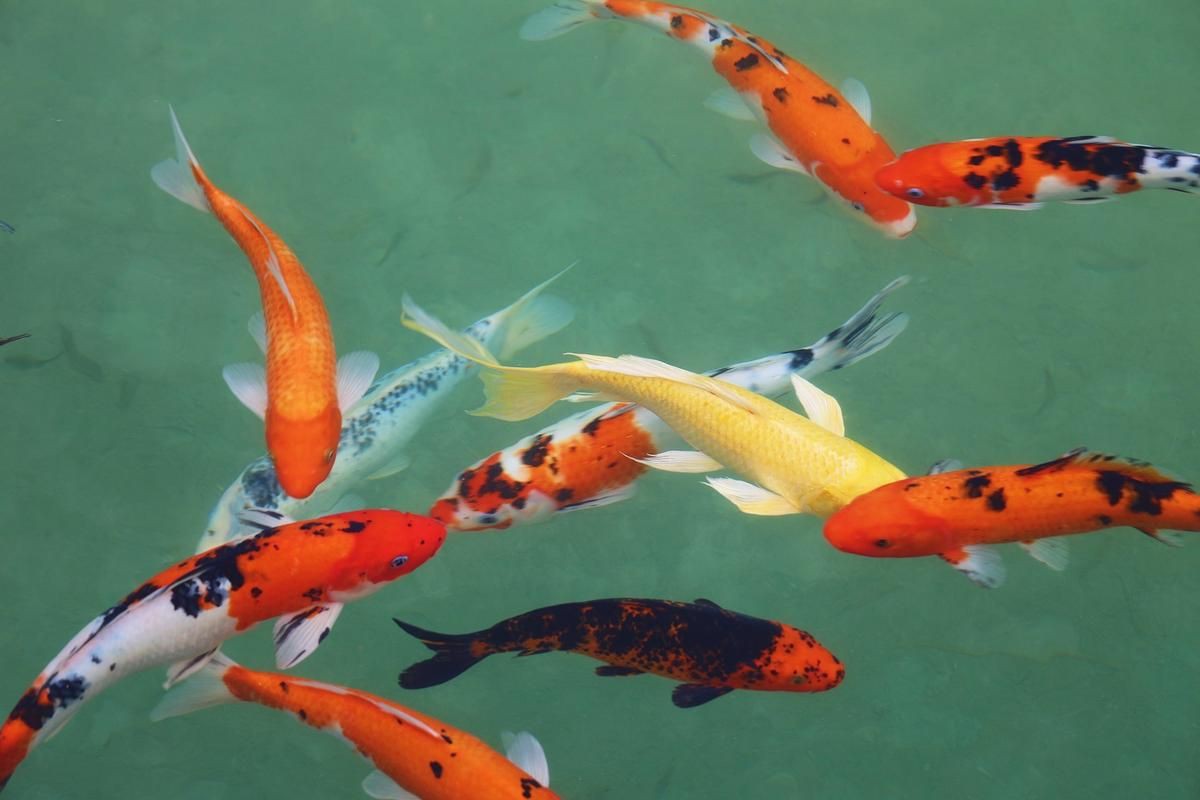 錦鯉魚圖片【十三類錦鯉圖集欣賞】 錦鯉魚圖片【十三類錦鯉圖集欣賞】 龍魚百科 第20張