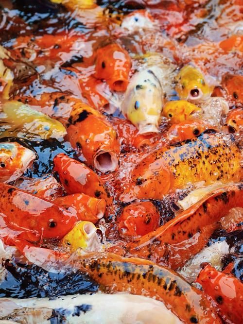 錦鯉魚圖片【十三類錦鯉圖集欣賞】 錦鯉魚圖片【十三類錦鯉圖集欣賞】 龍魚百科 第5張