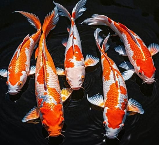 錦鯉魚圖片【十三類錦鯉圖集欣賞】 錦鯉魚圖片【十三類錦鯉圖集欣賞】 龍魚百科 第15張