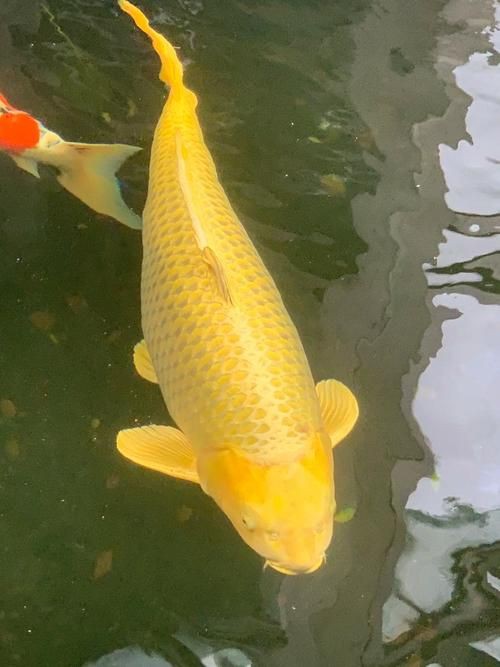 錦鯉魚圖片【十三類錦鯉圖集欣賞】 錦鯉魚圖片【十三類錦鯉圖集欣賞】 龍魚百科 第17張