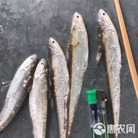 毛刀魚屬于什么檔次【河鮮界的“小鮮肉”毛刀魚價格親民每斤數(shù)元至十余元】 龍魚百科 第2張 毛刀魚屬于什么檔次【河鮮界的“小鮮肉”毛刀魚價格親民每斤數(shù)元至十余元】 毛刀魚屬于什么檔次【河鮮界的“小鮮肉”毛刀魚價格親民每斤數(shù)元至十余元】 龍魚百科 第2張