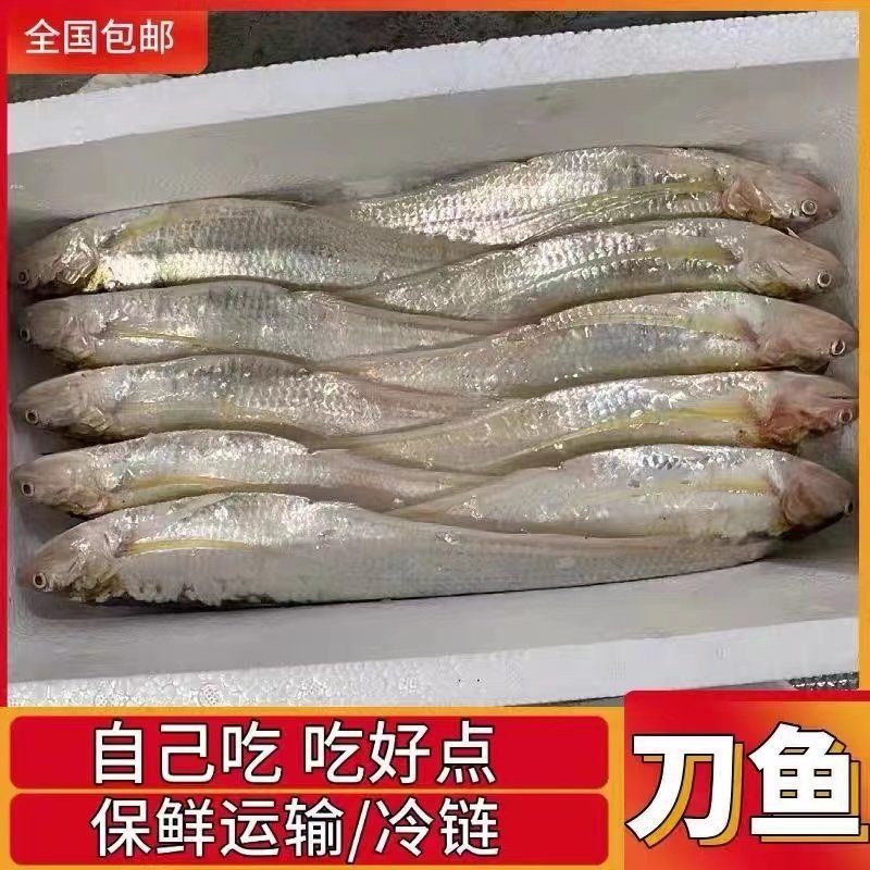 毛刀魚屬于什么檔次【河鮮界的“小鮮肉”毛刀魚價格親民每斤數(shù)元至十余元】 龍魚百科 第3張 毛刀魚屬于什么檔次【河鮮界的“小鮮肉”毛刀魚價格親民每斤數(shù)元至十余元】 毛刀魚屬于什么檔次【河鮮界的“小鮮肉”毛刀魚價格親民每斤數(shù)元至十余元】 龍魚百科 第3張