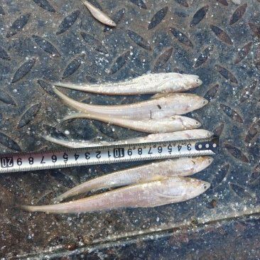 毛刀魚屬于什么檔次【河鮮界的“小鮮肉”毛刀魚價格親民每斤數(shù)元至十余元】 龍魚百科 第1張 毛刀魚屬于什么檔次【河鮮界的“小鮮肉”毛刀魚價格親民每斤數(shù)元至十余元】 毛刀魚屬于什么檔次【河鮮界的“小鮮肉”毛刀魚價格親民每斤數(shù)元至十余元】 龍魚百科 第1張