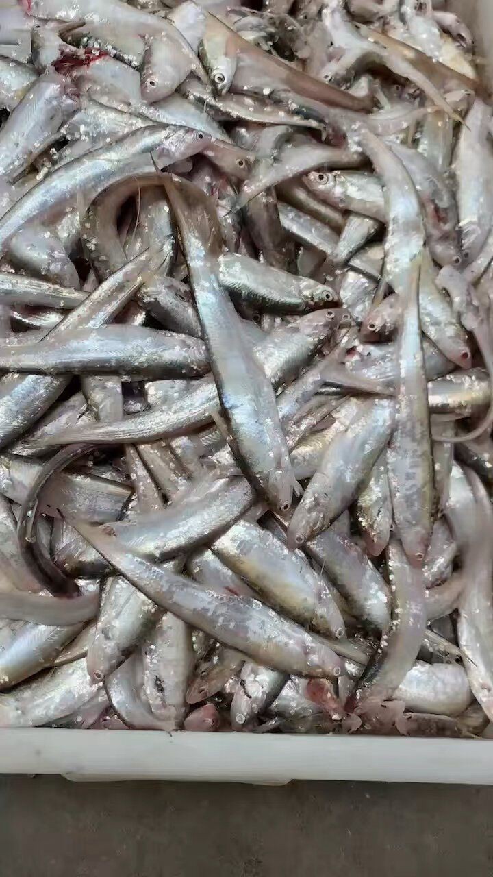 毛刀魚屬于什么檔次【河鮮界的“小鮮肉”毛刀魚價格親民每斤數(shù)元至十余元】 龍魚百科 第6張 毛刀魚屬于什么檔次【河鮮界的“小鮮肉”毛刀魚價格親民每斤數(shù)元至十余元】 毛刀魚屬于什么檔次【河鮮界的“小鮮肉”毛刀魚價格親民每斤數(shù)元至十余元】 龍魚百科 第6張