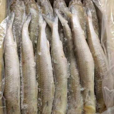 福龍魚一斤多少元【福龍魚價格一般多少錢一斤】 福龍魚一斤多少元【福龍魚價格一般多少錢一斤】 龍魚論壇 第5張