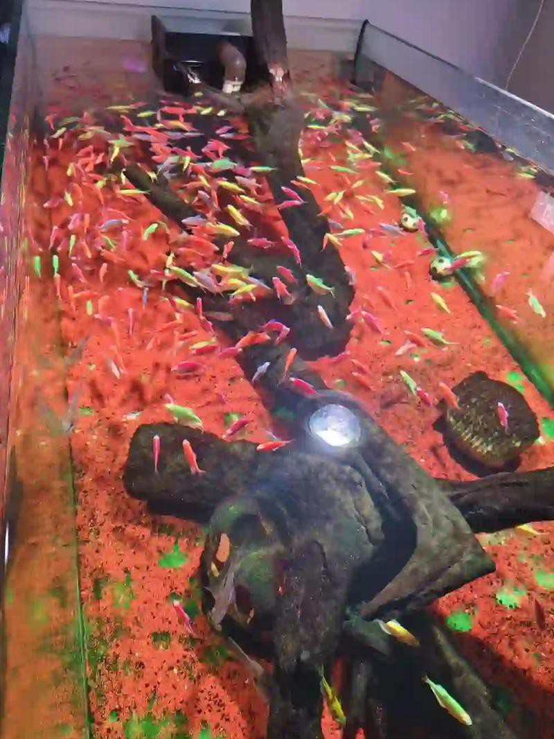 丹東水族店【丹東擁有多家特色鮮明的水族店，為當地觀賞魚愛好者提供了豐富的選擇】