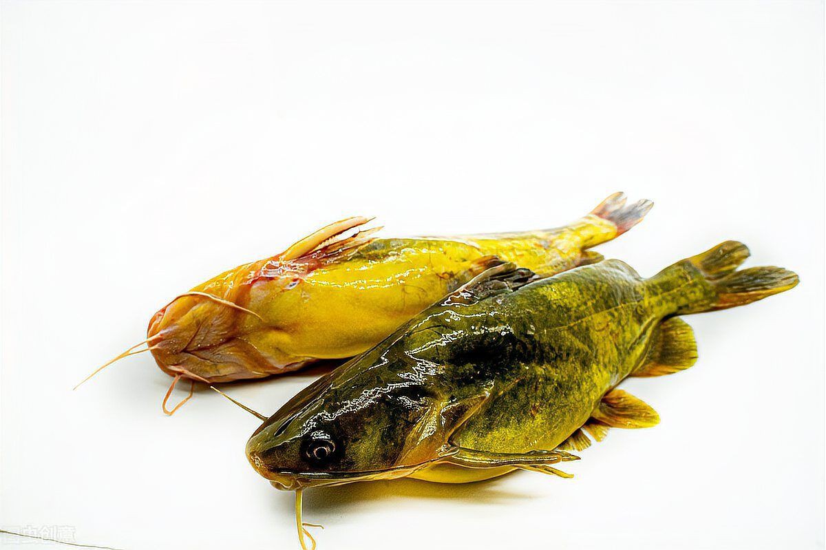 魚腹水了加鹽可以緩解嗎【孔雀魚腹水試試這3個簡單方法，知乎金魚肚子脹大3招幫你解決】