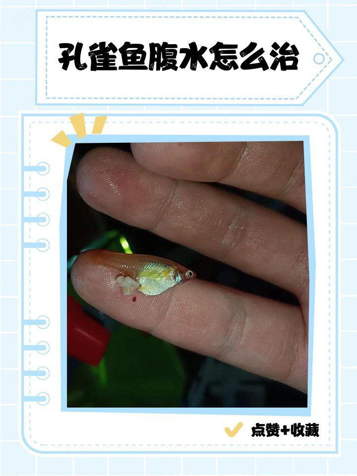 魚腹水了加鹽可以緩解嗎【孔雀魚腹水試試這3個簡單方法，知乎金魚肚子脹大3招幫你解決】