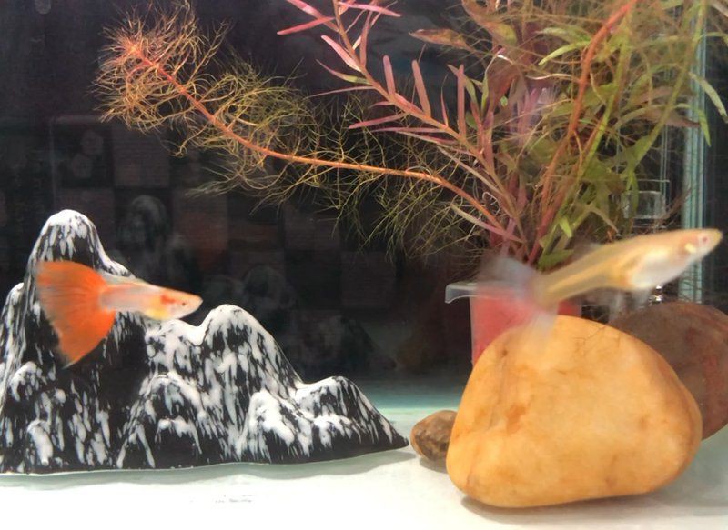 魚腹水了加鹽可以緩解嗎【孔雀魚腹水試試這3個簡單方法，知乎金魚肚子脹大3招幫你解決】