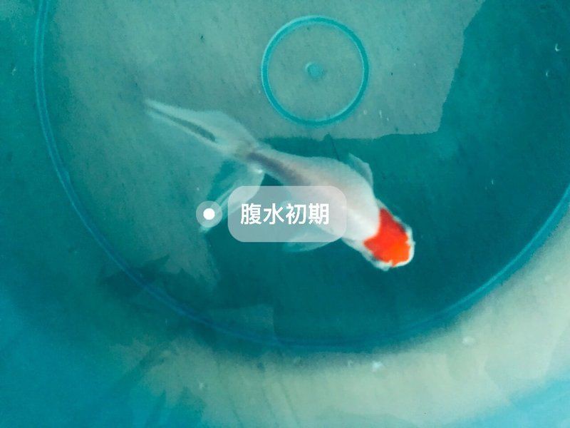 魚腹水了加鹽可以緩解嗎【孔雀魚腹水試試這3個簡單方法，知乎金魚肚子脹大3招幫你解決】