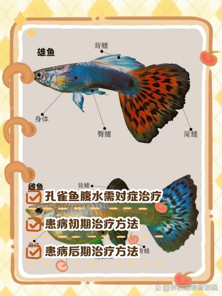 魚腹水了加鹽可以緩解嗎【孔雀魚腹水試試這3個簡單方法，知乎金魚肚子脹大3招幫你解決】