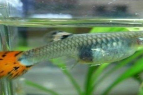 孔雀魚生的卵能活嗎【嗶哩嗶哩嗶哩嗶哩孔雀魚產后護理全攻略】 龍魚百科 第7張 孔雀魚生的卵能活嗎【嗶哩嗶哩嗶哩嗶哩孔雀魚產后護理全攻略】 孔雀魚生的卵能活嗎【嗶哩嗶哩嗶哩嗶哩孔雀魚產后護理全攻略】 龍魚百科 第7張