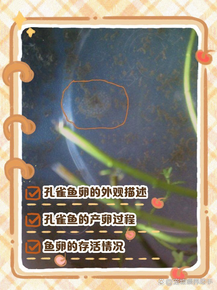 孔雀魚生的卵能活嗎【嗶哩嗶哩嗶哩嗶哩孔雀魚產后護理全攻略】 龍魚百科 第1張 孔雀魚生的卵能活嗎【嗶哩嗶哩嗶哩嗶哩孔雀魚產后護理全攻略】 孔雀魚生的卵能活嗎【嗶哩嗶哩嗶哩嗶哩孔雀魚產后護理全攻略】 龍魚百科 第1張