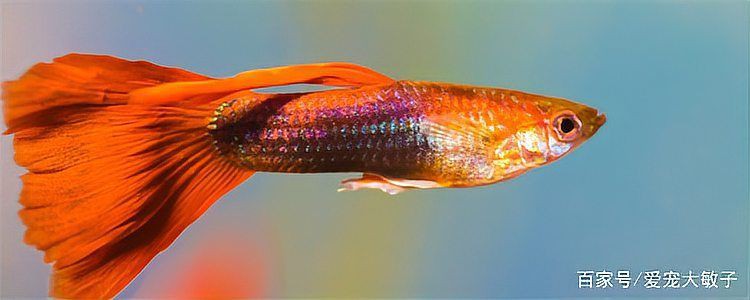 孔雀魚生的卵能活嗎【嗶哩嗶哩嗶哩嗶哩孔雀魚產后護理全攻略】 龍魚百科 第4張 孔雀魚生的卵能活嗎【嗶哩嗶哩嗶哩嗶哩孔雀魚產后護理全攻略】 孔雀魚生的卵能活嗎【嗶哩嗶哩嗶哩嗶哩孔雀魚產后護理全攻略】 龍魚百科 第4張