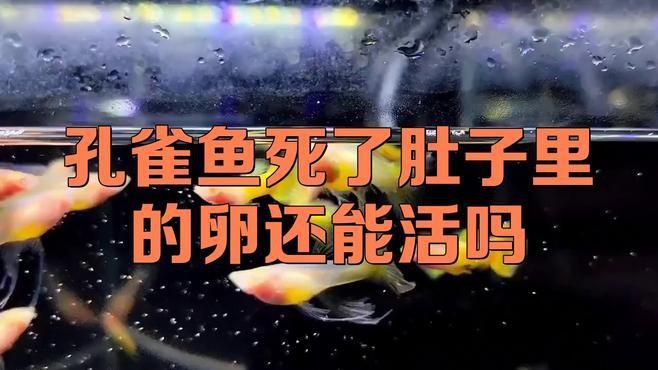 孔雀魚生的卵能活嗎【嗶哩嗶哩嗶哩嗶哩孔雀魚產后護理全攻略】 龍魚百科 第3張 孔雀魚生的卵能活嗎【嗶哩嗶哩嗶哩嗶哩孔雀魚產后護理全攻略】 孔雀魚生的卵能活嗎【嗶哩嗶哩嗶哩嗶哩孔雀魚產后護理全攻略】 龍魚百科 第3張