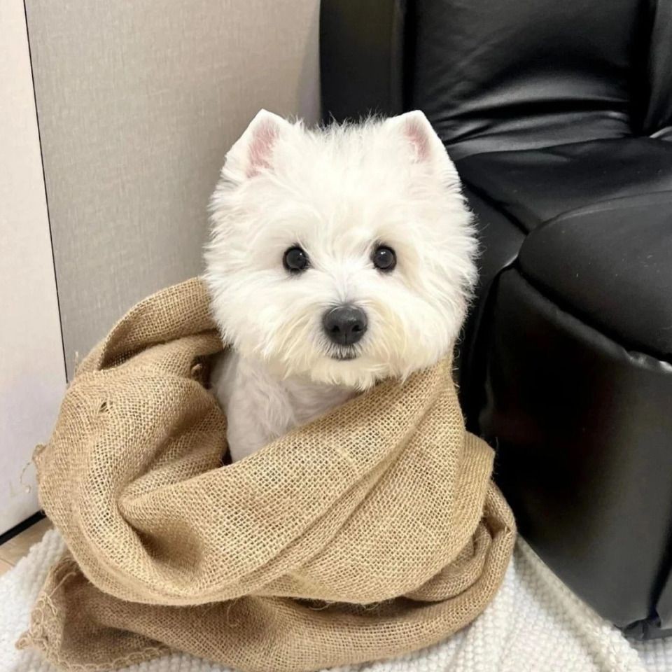 魚缸尺寸最好最吉利【魚缸尺寸全攻略】 龍魚百科 第10張 魚缸尺寸最好最吉利【魚缸尺寸全攻略】 魚缸尺寸最好最吉利【魚缸尺寸全攻略】 龍魚百科 第10張