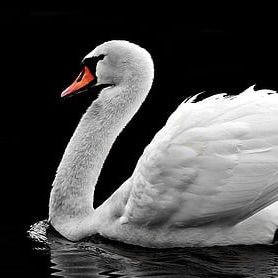 魚缸尺寸最好最吉利【魚缸尺寸全攻略】 龍魚百科 第8張 魚缸尺寸最好最吉利【魚缸尺寸全攻略】 魚缸尺寸最好最吉利【魚缸尺寸全攻略】 龍魚百科 第8張