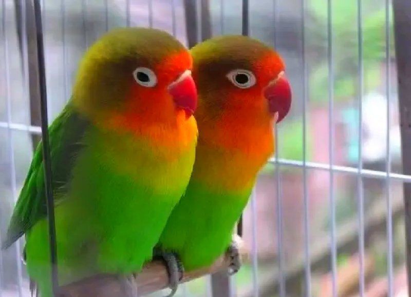 烈火鸚鵡和黃金絲區(qū)別【烈火金絲與黃金絲牡丹鸚鵡的區(qū)別】