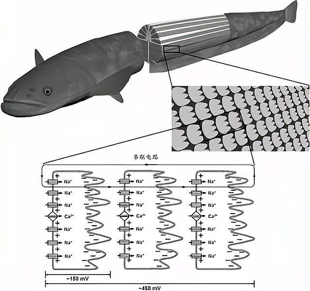 電鰻離開水還能放電嗎【電鰻為什么不會把自己給電死】