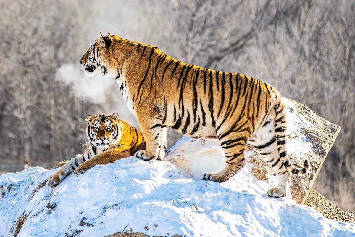 東北虎是最強的虎種嗎【東北虎和孟加拉虎哪個厲害綠野仙蹤最強虎種排行榜】