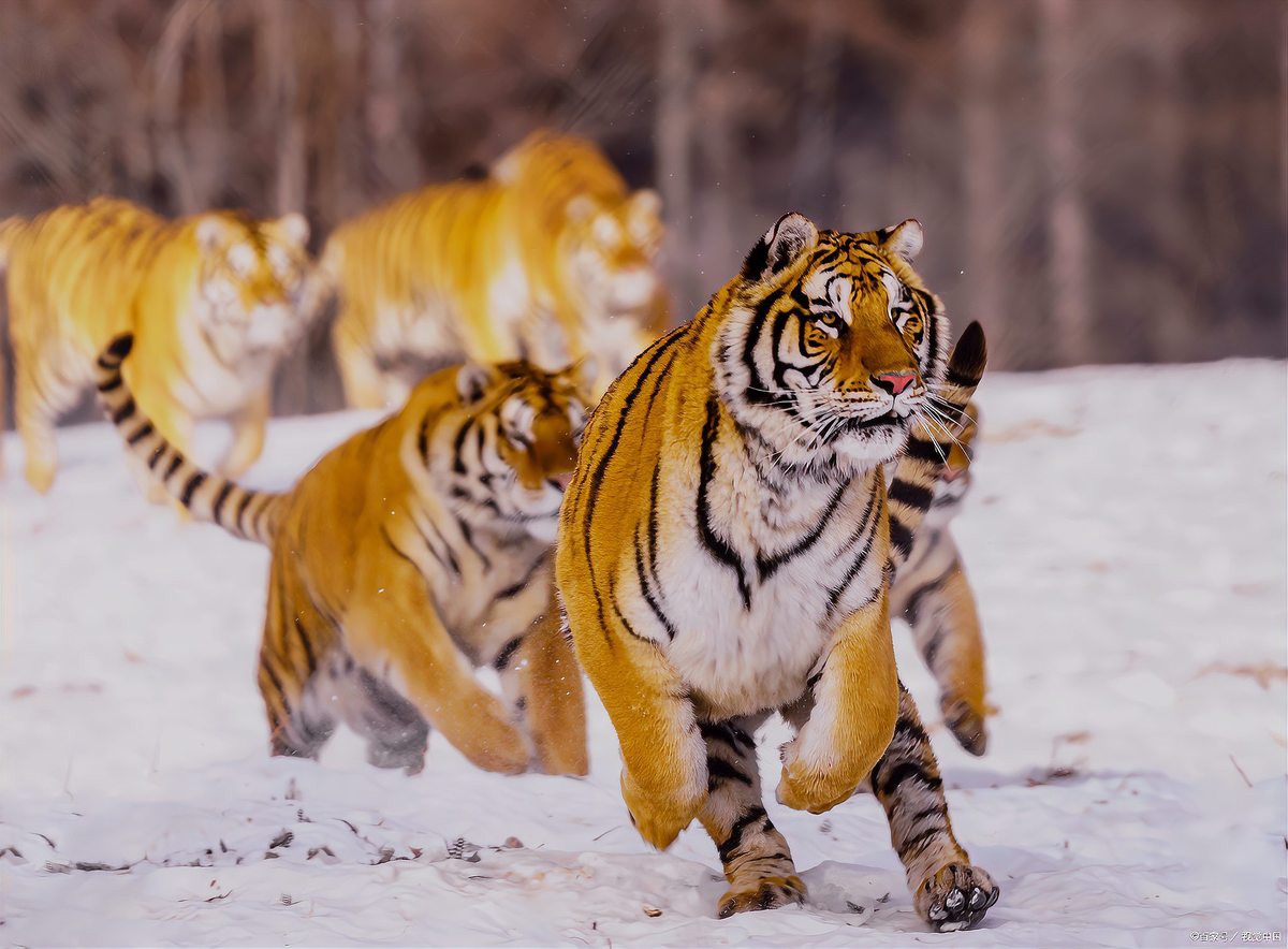 東北虎是最強的虎種嗎【東北虎和孟加拉虎哪個厲害綠野仙蹤最強虎種排行榜】