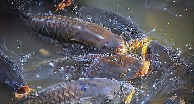 魚鰓爛了個洞能長出來嗎【如何判斷魚鰓爛了?】 龍魚百科 第3張 魚鰓爛了個洞能長出來嗎【如何判斷魚鰓爛了?】 魚鰓爛了個洞能長出來嗎【如何判斷魚鰓爛了?】 龍魚百科 第3張