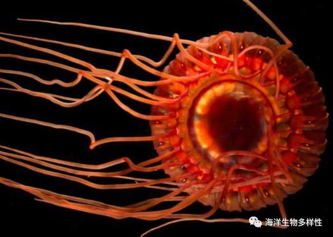 世界十大最美水母【世界十大最美水母作文】