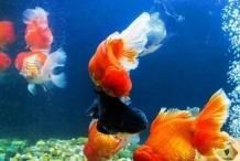 魚身上長白毛【《魚身上長白毛》當發現魚身上長白毛時】