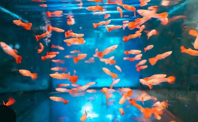 化州水族店【化州市有哪些水族店？】