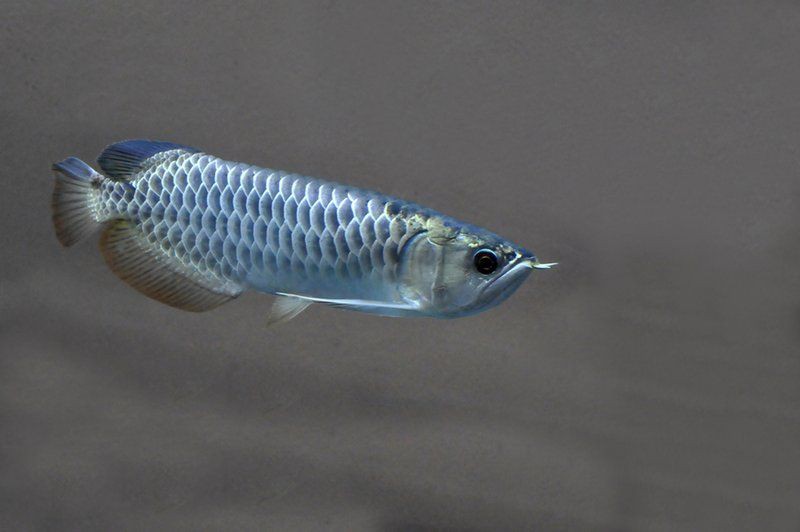 有沒有龍魚攝影作品欣賞？【zili,龍魚太平洋攝影部落霸氣而古老的龍魚家族】