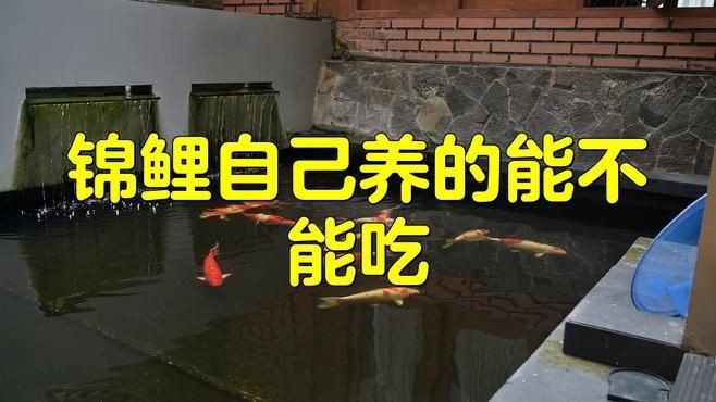 鏡鯉為什么不建議吃【鏡鯉不建議食用】 龍魚百科 第2張 鏡鯉為什么不建議吃【鏡鯉不建議食用】 鏡鯉為什么不建議吃【鏡鯉不建議食用】 龍魚百科 第2張