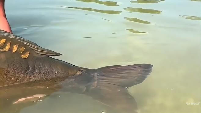 鏡鯉為什么不建議吃【鏡鯉不建議食用】 龍魚百科 第1張 鏡鯉為什么不建議吃【鏡鯉不建議食用】 鏡鯉為什么不建議吃【鏡鯉不建議食用】 龍魚百科 第1張