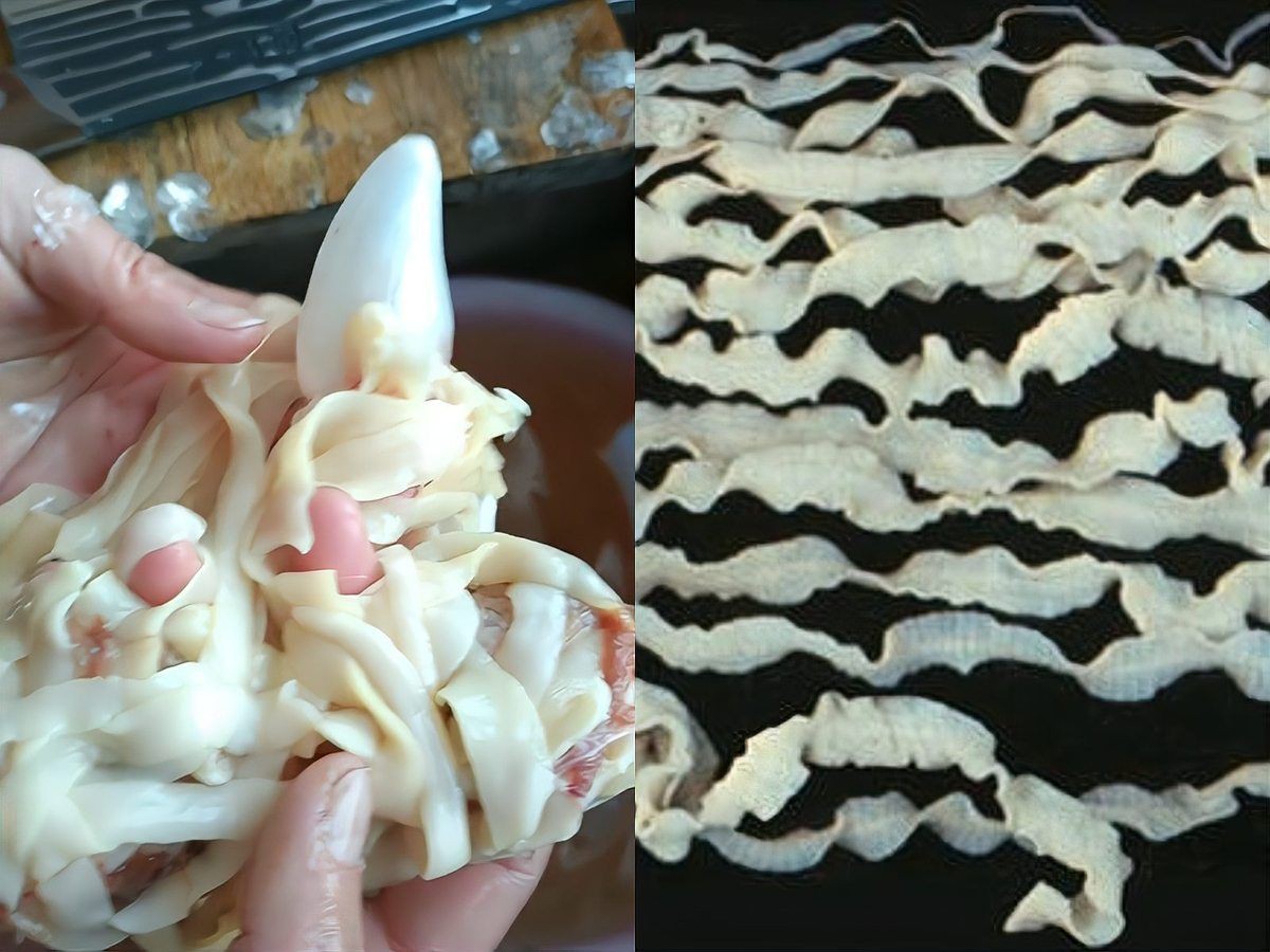 魚肚里有白色扁蟲子【關(guān)于魚類寄生蟲的問題】