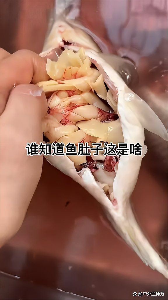 魚肚里有白色扁蟲子【關(guān)于魚類寄生蟲的問題】