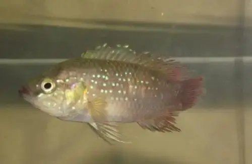 如何判斷龍魚是否感染爛鰭？【如何判斷龍魚是否生病】