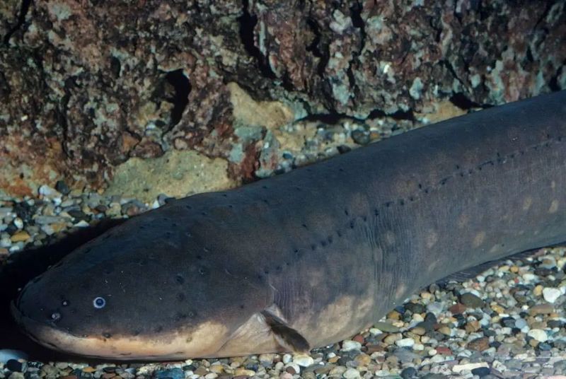 電鰻能吃掉巨骨舌魚嗎【電鰻與巨骨舌魚】