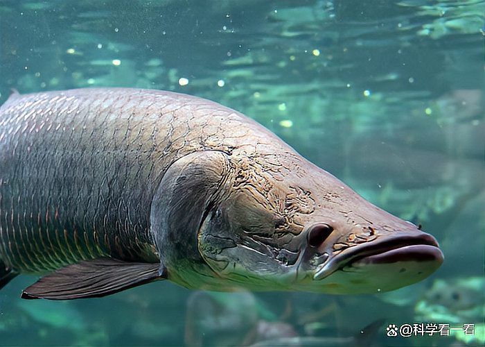 電鰻能吃掉巨骨舌魚嗎【電鰻與巨骨舌魚】