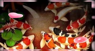 錦鯉養(yǎng)什么顏色最吉利【紅白錦鯉養(yǎng)什么顏色最吉利】