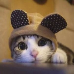 錦鯉養(yǎng)什么顏色最吉利【紅白錦鯉養(yǎng)什么顏色最吉利】