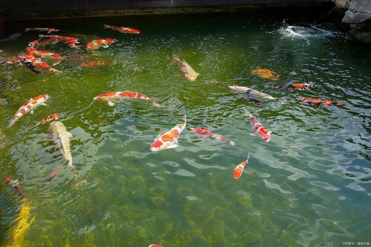 魚炸鱗了傳染嗎【《魚炸鱗了傳染嗎》】
