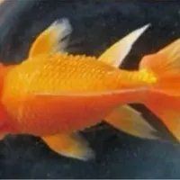 魚炸鱗了傳染嗎【《魚炸鱗了傳染嗎》】