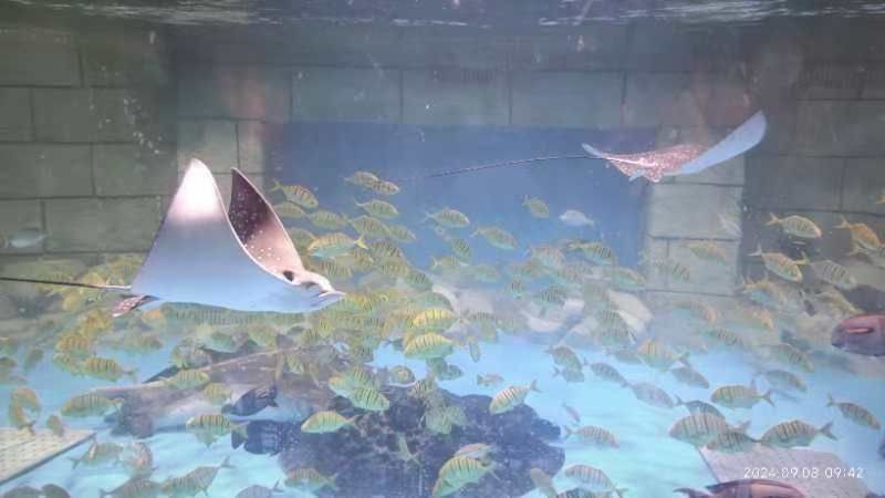 天水水族店【天水哪家水族館口碑最好】