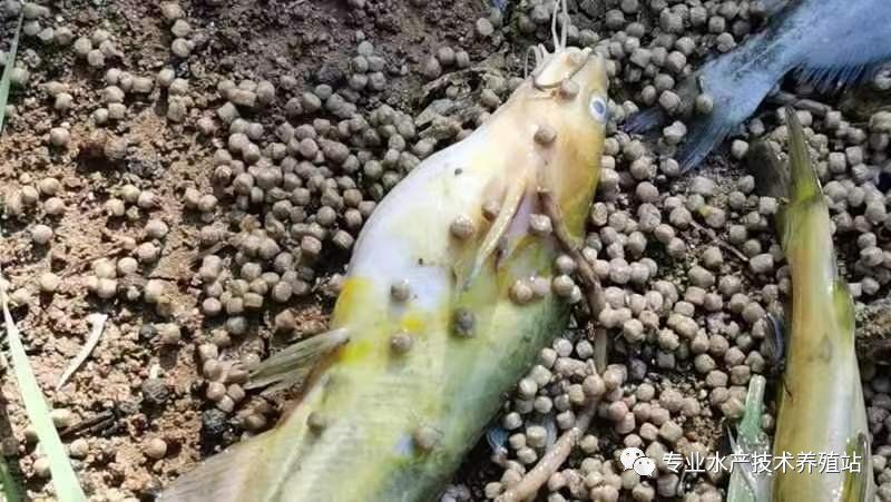 魚頭紅了好像充血是什么原因【水產養殖技術周老師魚頭部充血的治療方案及治療方案】 龍魚百科 第21張 魚頭紅了好像充血是什么原因【水產養殖技術周老師魚頭部充血的治療方案及治療方案】 魚頭紅了好像充血是什么原因【水產養殖技術周老師魚頭部充血的治療方案及治療方案】 龍魚百科 第21張