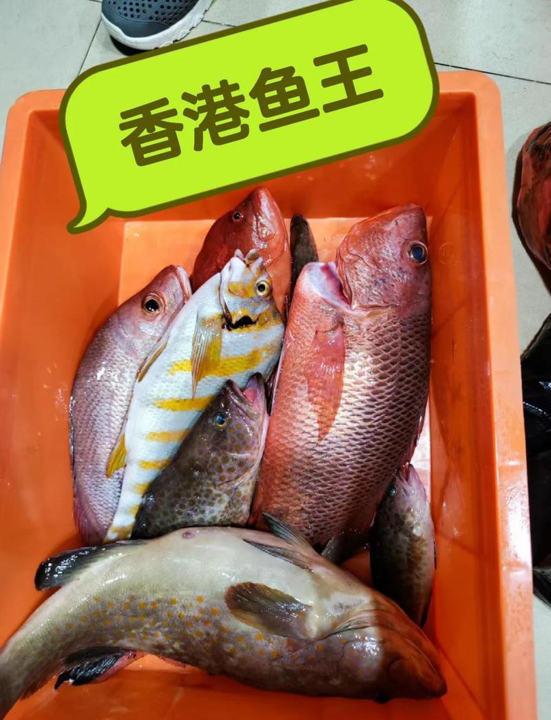 三刀魚有幾種圖片【\