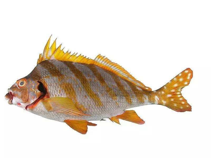三刀魚有幾種圖片【\