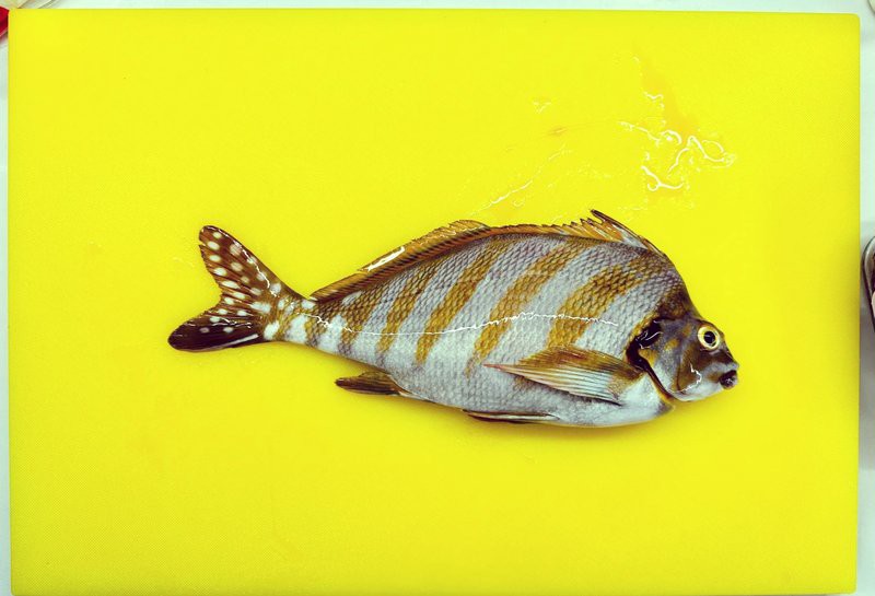 三刀魚有幾種圖片【\