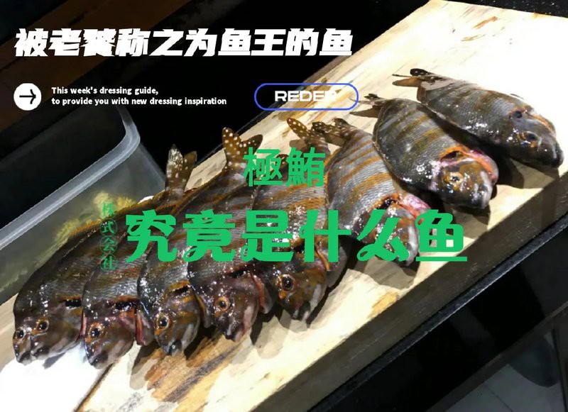 三刀魚有幾種圖片【\